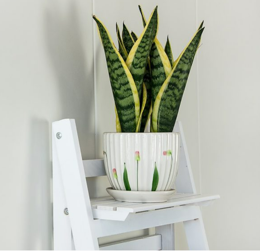 5-Tier Wooden Ladder Shelf